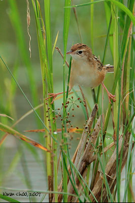Zitting Cisticola