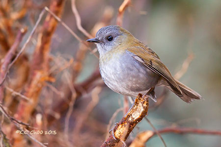 Black-billed Nightingale-thrush