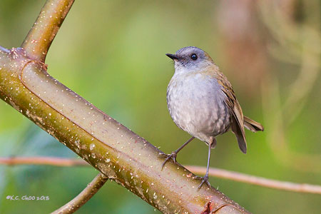 Black-billed Nightingale-thrush