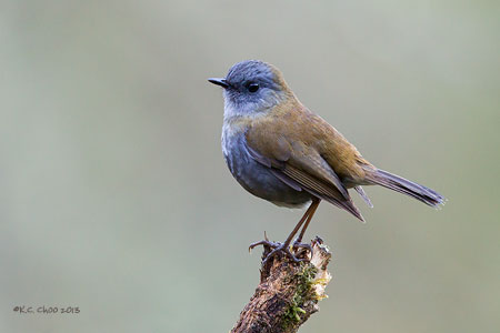 Black-billed Nightingale-thrush