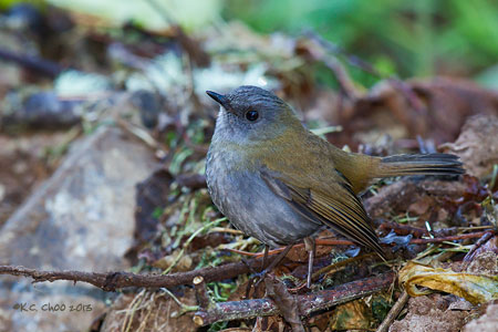 Black-billed Nightingale-thrush