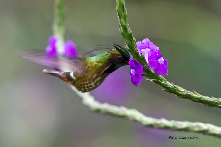 Black-crested Coquette