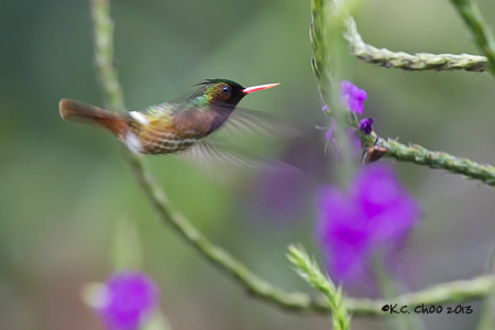 Black-crested Coquette