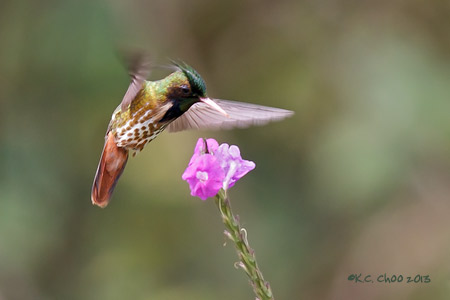Black-crested Coquette