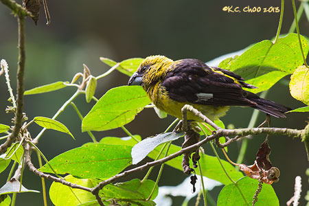 Black-thighed Grosbeak