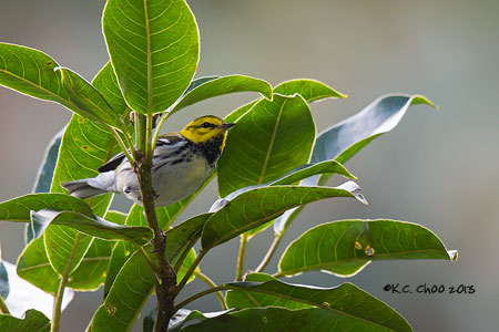 Black-throated Green Warbler