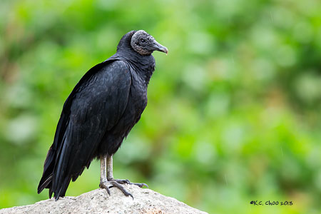 Black Vulture