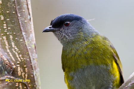 Black-and-yellow Silky-flycatcher