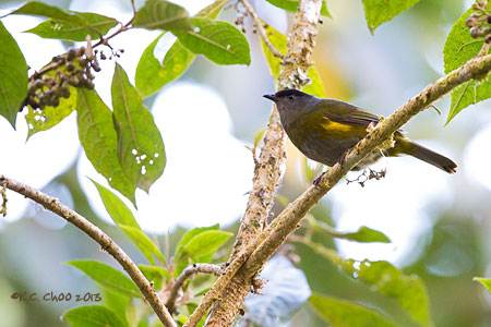 Black-and-yellow Silky-flycatcher