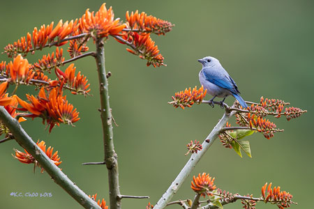 Blue Gray Tanager