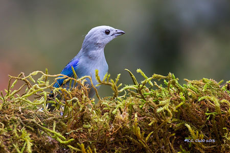 Blue Gray Tanager