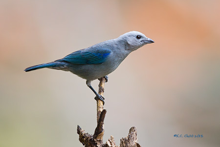 Blue Gray Tanager