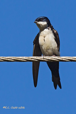 Blue-and-white Swallow