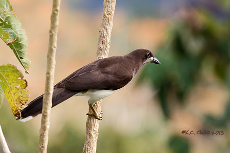 Brown Jay