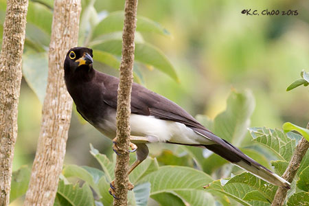 Brown Jay