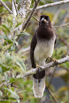 Brown Jay