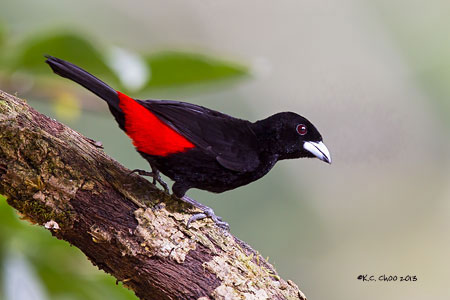 Cherrie's Tanager