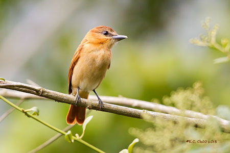 Cinnamon Becard