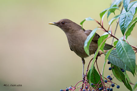 Clay-coloured Thrush