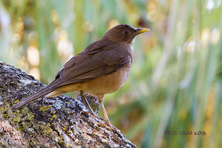 Clay-coloured Thrush