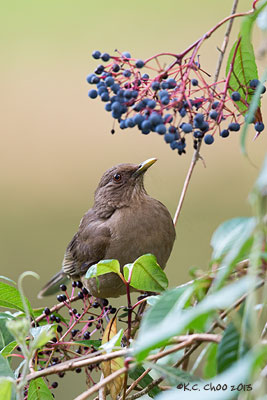 Clay-coloured Thrush