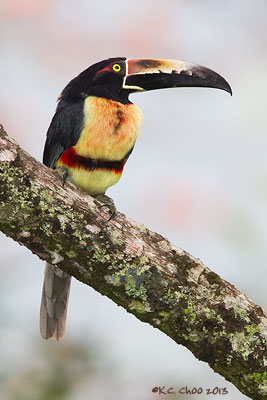 Collared Aracari