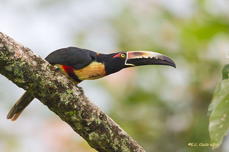 Collared Aracari