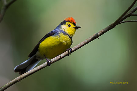 Collared Redstart
