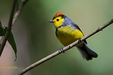 Collared Redstart