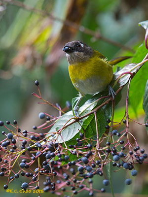 Common Bush-tanager