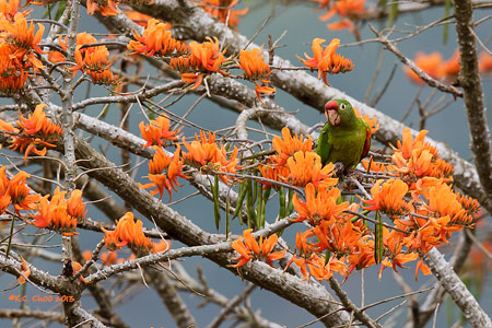 Crimson-fronted Parakeet