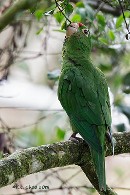 Crimson-fronted Parakeet