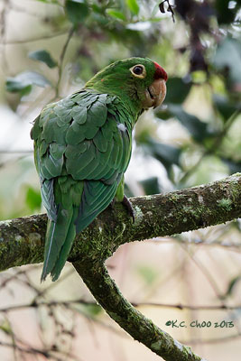 Crimson-fronted Parakeet