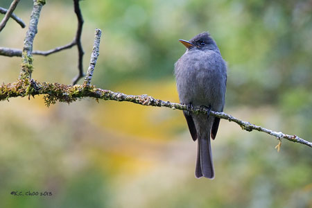 Dark Pewee