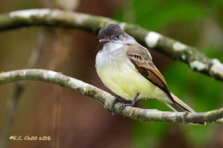 Dusky-capped Flycatcher
