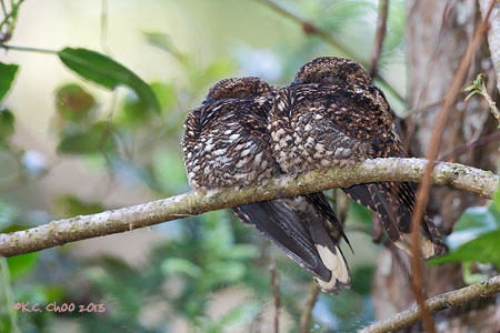 Dusky Nightjar