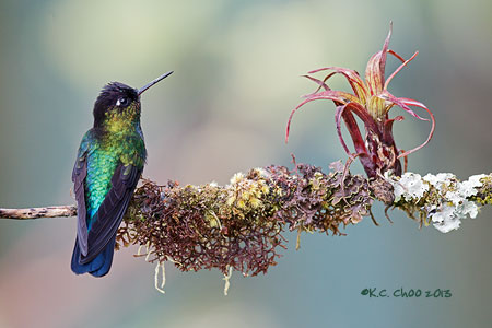 Fiery-throated Hummingbird