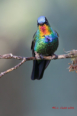Fiery-throated Hummingbird