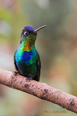 Fiery-throated Hummingbird