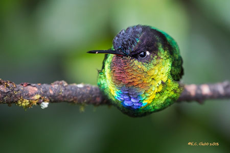 Fiery-throated Hummingbird