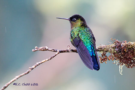 Fiery-throated Hummingbird