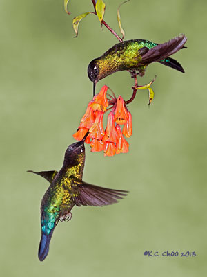 Fiery-throated Hummingbird
