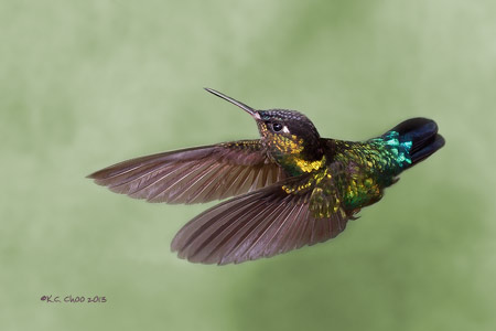 Fiery-throated Hummingbird