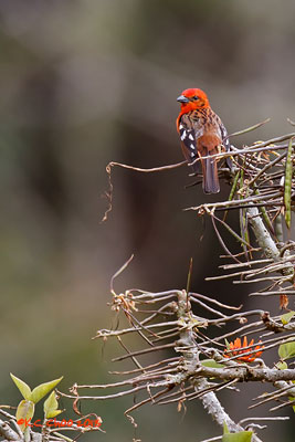 Flame-coloured Tanager