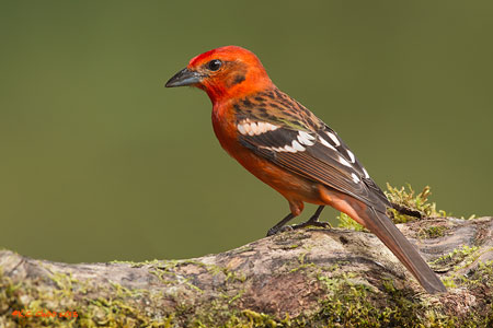 Flame-coloured Tanager