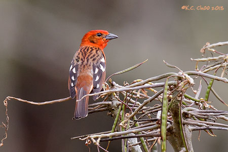 Flame-coloured Tanager
