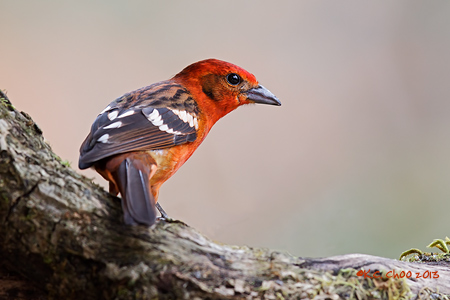 Flame-coloured Tanager