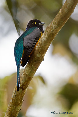 Gartered Trogon