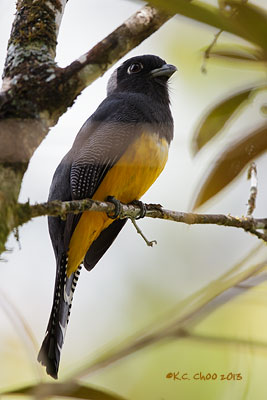 Gartered Trogon