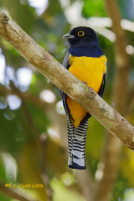 Gartered Trogon